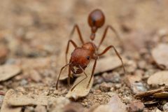 Pogonomyrmex maricopa by (c) Jake Nitta, some rights reserved (CC BY), uploaded by Jake Nitta. Used under a CC-BY license.