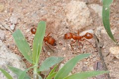 Pogonomyrmex maricopa by (c) Jonghyun Park, some rights reserved (CC BY), uploaded by Jonghyun Park. Used under a CC-BY license.