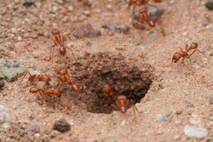 Pogonomyrmex maricopa by (c) Jonghyun Park, some rights reserved (CC BY), uploaded by Jonghyun Park. Used under a CC-BY license.