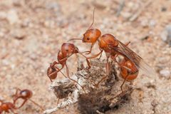 Pogonomyrmex maricopa by (c) Jonghyun Park, some rights reserved (CC BY), uploaded by Jonghyun Park. Used under a CC-BY license.