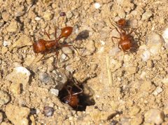 Pogonomyrmex maricopa by (c) Andrew Meeds, some rights reserved (CC BY), uploaded by Andrew Meeds. Used under a CC-BY license.
