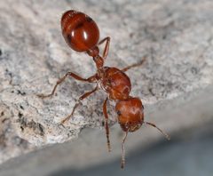 Pogonomyrmex maricopa by (c) jcowles, some rights reserved (CC BY), uploaded by jcowles. Used under a CC-BY license.