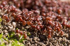 Pogonomyrmex occidentalis by (c) Ken-ichi Ueda, some rights reserved (CC BY), uploaded by Ken-ichi Ueda. Used under a CC-BY license.