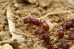 Pogonomyrmex pima by (c) Jake Nitta, some rights reserved (CC BY), uploaded by Jake Nitta. Used under a CC-BY license.