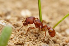 Pogonomyrmex pima by (c) Jake Nitta, some rights reserved (CC BY), uploaded by Jake Nitta. Used under a CC-BY license.