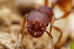 Pogonomyrmex pima by (c) Jake Nitta, some rights reserved (CC BY), uploaded by Jake Nitta. Used under a CC-BY license.