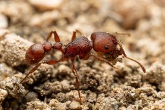Pogonomyrmex pima by (c) Jake Nitta, some rights reserved (CC BY), uploaded by Jake Nitta. Used under a CC-BY license.