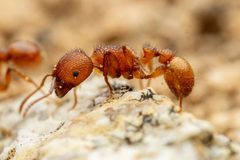 Pogonomyrmex pima by (c) Jake Nitta, some rights reserved (CC BY), uploaded by Jake Nitta. Used under a CC-BY license.