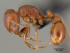 Pogonomyrmex pima by (c) 
April Nobile, some rights reserved (CC BY). Used under a CC-BY license.