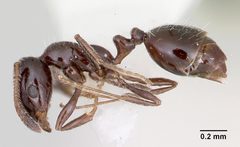 Monomorium ergatogyna by (c) 
April Nobile, some rights reserved (CC BY). Used under a CC-BY license.