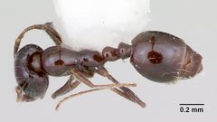 Monomorium ergatogyna by (c) 
April Nobile, some rights reserved (CC BY). Used under a CC-BY license.