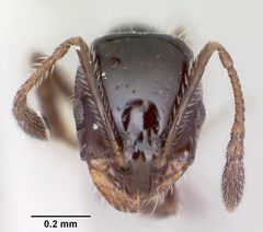 Monomorium ergatogyna by (c) 
April Nobile, some rights reserved (CC BY). Used under a CC-BY license.