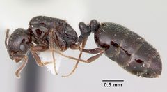 Monomorium ergatogyna by (c) 
April Nobile, some rights reserved (CC BY). Used under a CC-BY license.