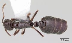 Monomorium ergatogyna by (c)
April Nobile, some rights reserved (CC BY). Used under a CC-BY license.