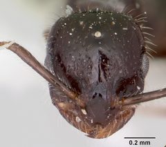 Monomorium ergatogyna by (c) 
April Nobile, some rights reserved (CC BY). Used under a CC-BY license.