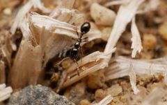 Monomorium by no rights reserved, uploaded by Philipp Hoenle. Used under a CC0 license.