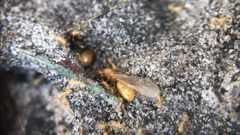 Solenopsis pergandei by (c) Raven Dandridge, some rights reserved (CC BY), uploaded by Raven Dandridge. Used under a CC-BY license.