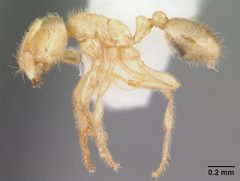 Solenopsis pergandei by (c) 
April Nobile, some rights reserved (CC BY). Used under a CC-BY license.