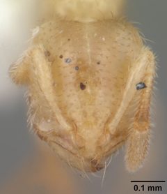 Solenopsis pergandei by (c) 
April Nobile, some rights reserved (CC BY). Used under a CC-BY license.