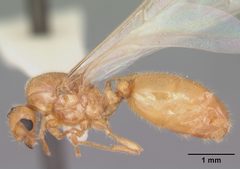 Solenopsis pergandei by (c) 
April Nobile, some rights reserved (CC BY). Used under a CC-BY license.