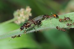 Solenopsis richteri by (c) aacocucci, some rights reserved (CC BY), uploaded by aacocucci. Used under a CC-BY license.