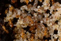 Solenopsis texana by (c) Elias Freyhof, some rights reserved (CC BY), uploaded by Elias Freyhof. Used under a CC-BY license.