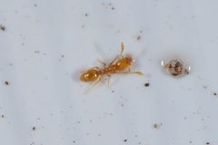 Solenopsis texana by (c) Elias Freyhof, some rights reserved (CC BY), uploaded by Elias Freyhof. Used under a CC-BY license.