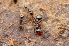 Solenopsis xyloni by (c) Jake Nitta, some rights reserved (CC BY), uploaded by Jake Nitta. Used under a CC-BY license.