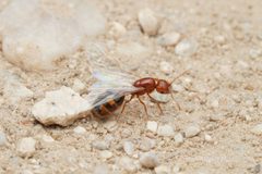 Solenopsis xyloni by (c) Jonghyun Park, some rights reserved (CC BY), uploaded by Jonghyun Park. Used under a CC-BY license.