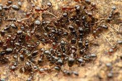Solenopsis xyloni by (c) Jake Nitta, some rights reserved (CC BY), uploaded by Jake Nitta. Used under a CC-BY license.