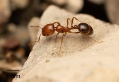 Solenopsis xyloni by no rights reserved, uploaded by Jesse Rorabaugh. Used under a CC0 license.