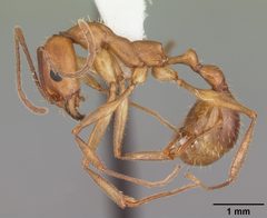 Aphaenogaster floridana by (c) April Nobile, some rights reserved (CC BY). Used under a CC-BY license.
