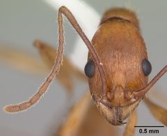 Aphaenogaster floridana by (c) April Nobile, some rights reserved (CC BY). Used under a CC-BY license.