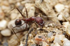 Novomessor albisetosus by (c) Jake Nitta, some rights reserved (CC BY), uploaded by Jake Nitta. Used under a CC-BY license.