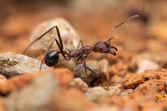 Novomessor albisetosus by (c) Jake Nitta, some rights reserved (CC BY), uploaded by Jake Nitta. Used under a CC-BY license.