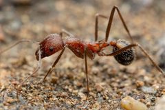 Novomessor albisetosus by (c) Jake Nitta, some rights reserved (CC BY), uploaded by Jake Nitta. Used under a CC-BY license.