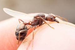 Novomessor albisetosus by (c) Jake Nitta, some rights reserved (CC BY), uploaded by Jake Nitta. Used under a CC-BY license.