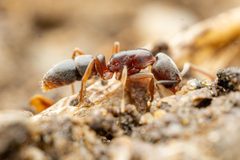 Hypoponera opaciceps by (c) Jake Nitta, some rights reserved (CC BY), uploaded by Jake Nitta. Used under a CC-BY license.