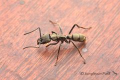 Neoponera by (c) Jonghyun Park, some rights reserved (CC BY), uploaded by Jonghyun Park. Used under a CC-BY license.