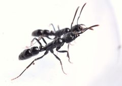 Neoponera by no rights reserved, uploaded by Philipp Hoenle. Used under a CC0 license.