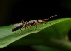 Neoponera by no rights reserved, uploaded by Philipp Hoenle. Used under a CC0 license.