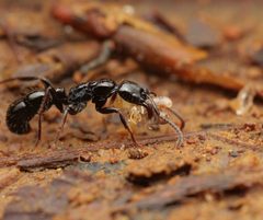 Neoponera by no rights reserved, uploaded by Philipp Hoenle. Used under a CC0 license.