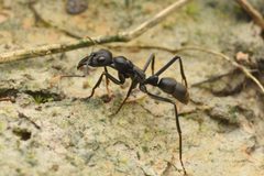 Neoponera by (c) Jonghyun Park, some rights reserved (CC BY), uploaded by Jonghyun Park. Used under a CC-BY license.