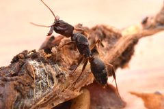 Odontomachus haematodus by no rights reserved, uploaded by Philipp Hoenle. Used under a CC0 license.