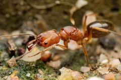 Odontomachus haematodus by (c) Jake Nitta, some rights reserved (CC BY), uploaded by Jake Nitta. Used under a CC-BY license.