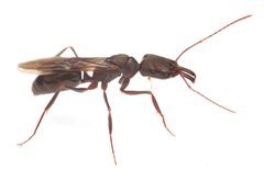 Odontomachus haematodus by no rights reserved, uploaded by Philipp Hoenle. Used under a CC0 license.