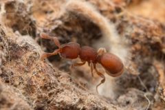 Proceratiinae by (c) Jonghyun Park, some rights reserved (CC BY), uploaded by Jonghyun Park. Used under a CC-BY license.