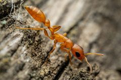 Pseudomyrmex apache by (c) Jake Nitta, some rights reserved (CC BY), uploaded by Jake Nitta. Used under a CC-BY license.