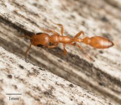 Pseudomyrmex apache by no rights reserved, uploaded by Jesse Rorabaugh. Used under a CC0 license.