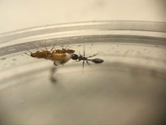Pseudomyrmex leptosus by (c) Raven Dandridge, some rights reserved (CC BY), uploaded by Raven Dandridge. Used under a CC-BY license.